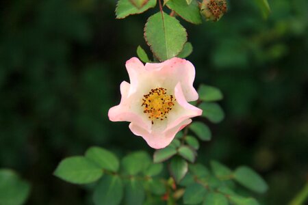 Rose pink flower photo