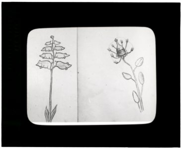 Reproduction of illustrations- Piggiwiggia Pyramadalis and Bottleforkia Spoonifolia LCCN2008675581
