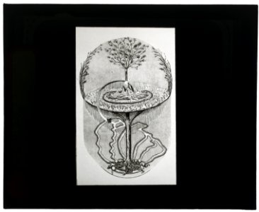 Reproduction of print showing Cosmic ash tree LCCN2007686360