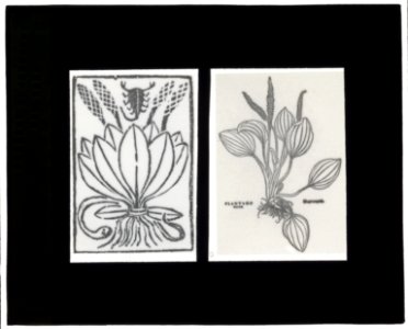 Reproduction of print showing Plantago plant LCCN2007686377