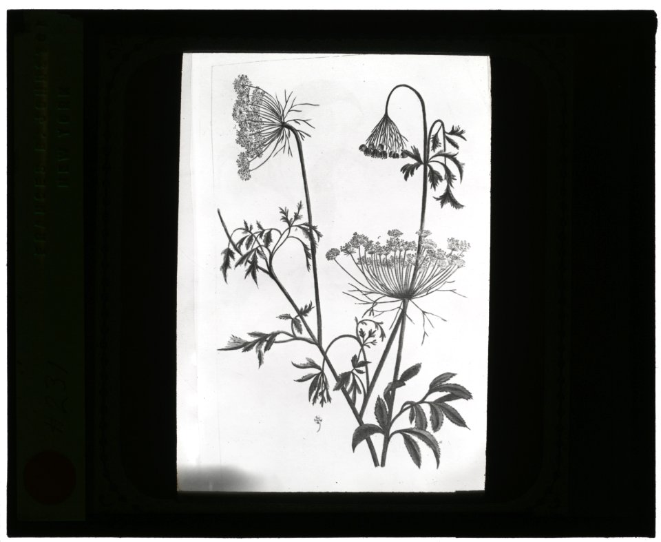 Reproduction of print showing Queen Anne's lace (Daucus carota) LCCN2008675573