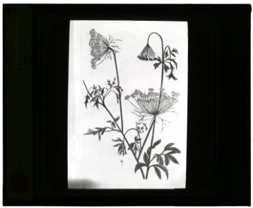 Reproduction of print showing Queen Anne's lace (Daucus carota) LCCN2008675573