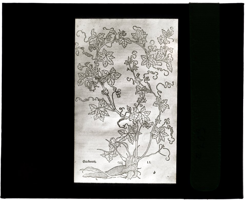 Reproduction of print showing Red bryony LCCN2008675574