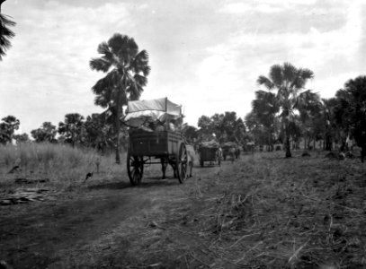 Resa till S-te Marie. Oxvagnsraden på satta-palmslätten. Madagaskar - SMVK - 021859 photo