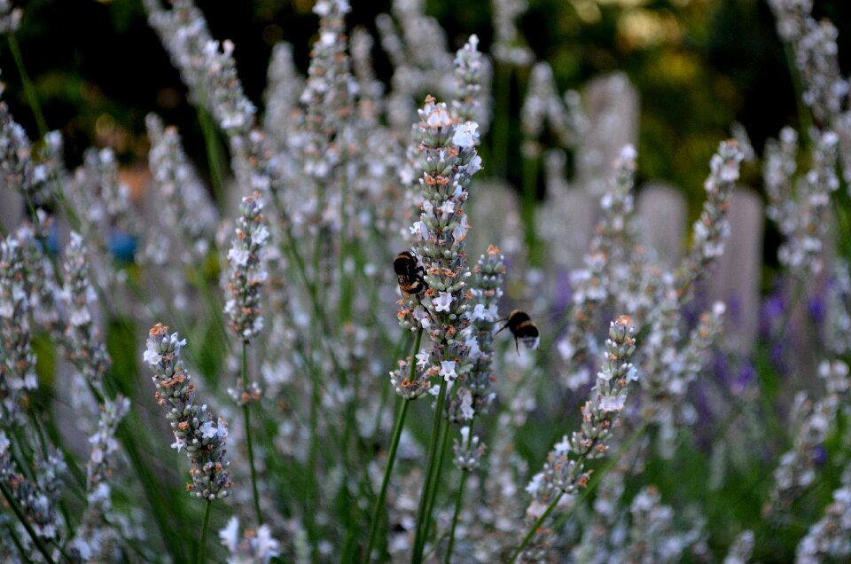 Flowers lavender flowers plant