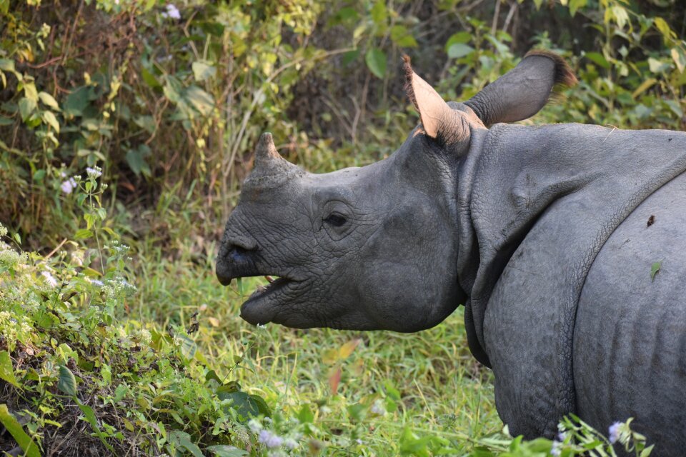 Wildlife grass rhinoceros
