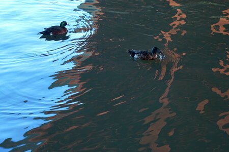 Wildlife swimming outdoor