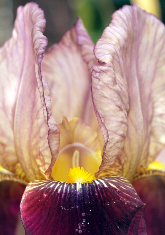 Iris plant flora