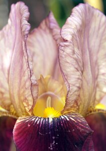 Iris plant flora