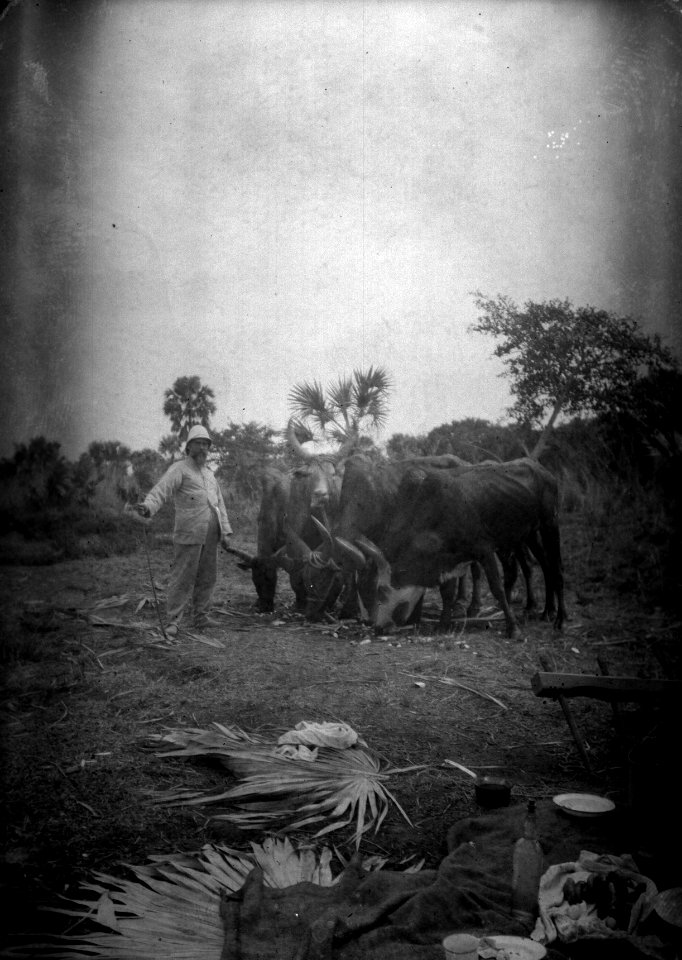 Resa till S-te Marie. Sluszanski med oxarna. Madagaskar - SMVK - 021861