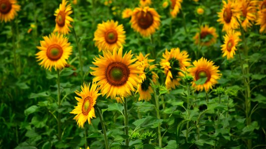 Sunflower summer healthy