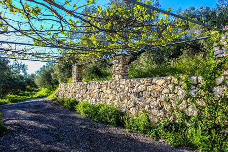 Plant stone green