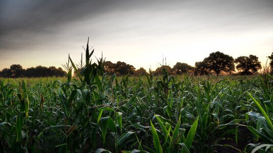 Agricultural landscape sky