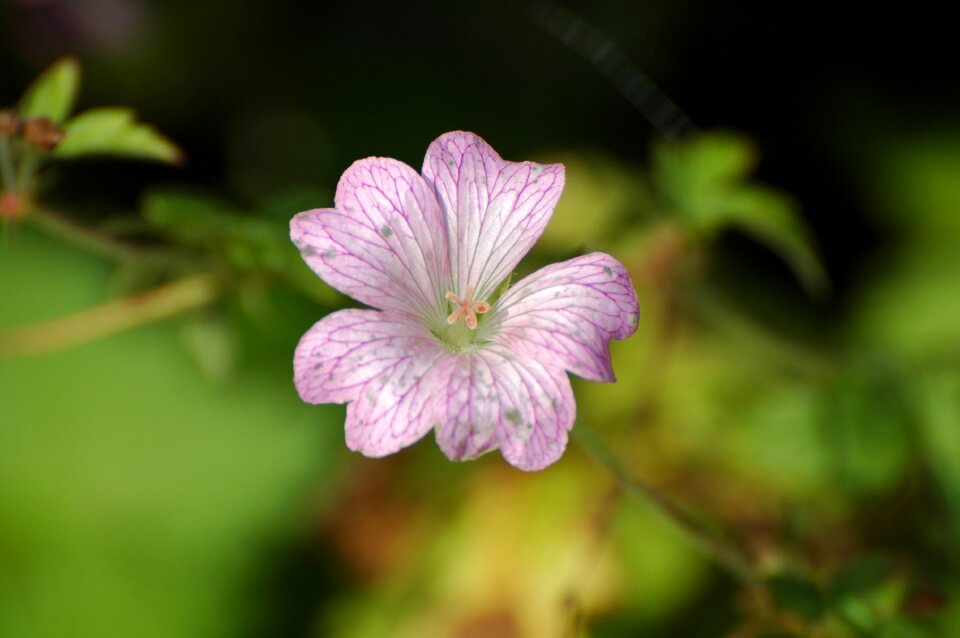 Close up wild flower wild plant