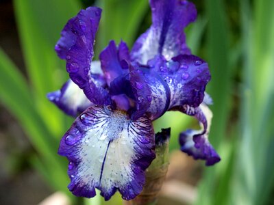 Iris plant flora