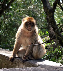 Primate mammal nature