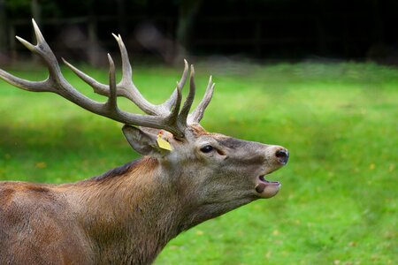 Mammals nature no one