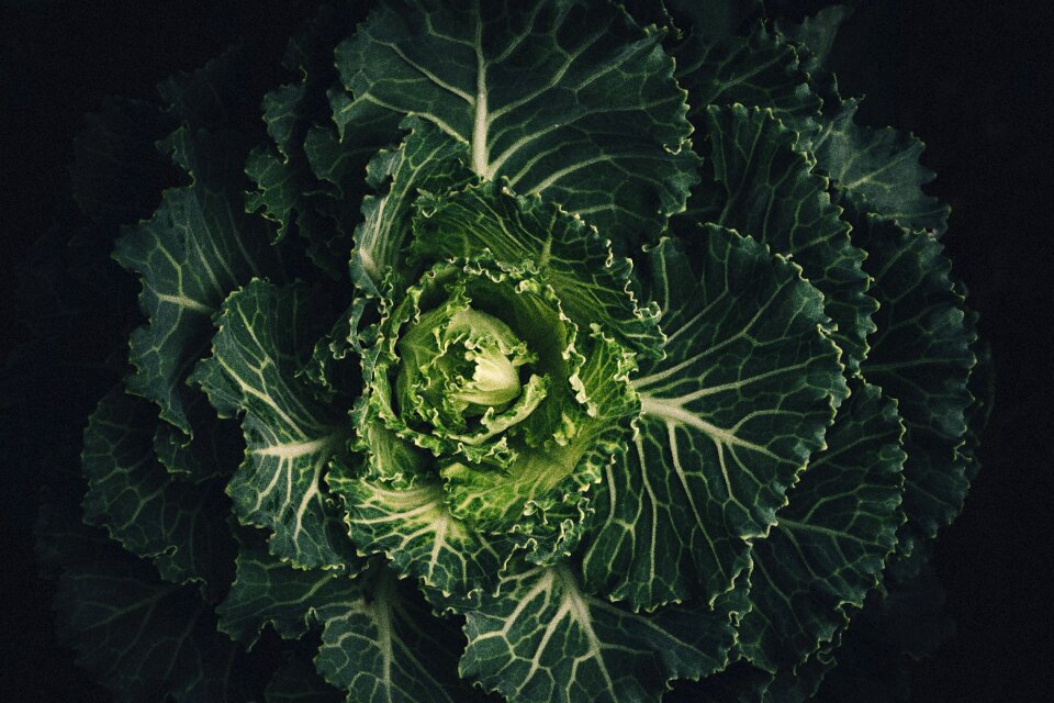 Plant cabbage vegetable
