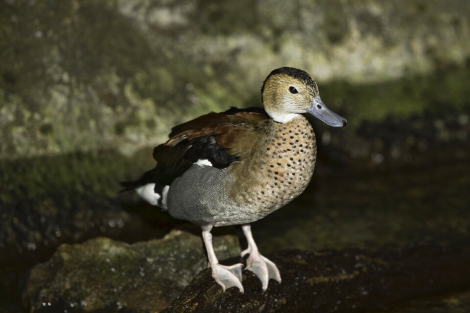 Bahama pintail wildlife wild