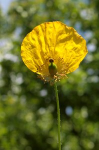 Poppy plant flora