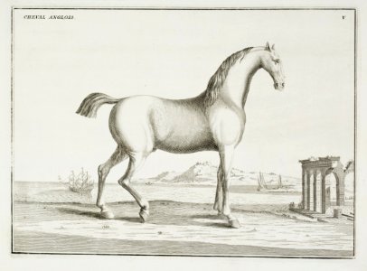 Repro ur Le Manége Moderne - Livrustkammaren - 86574