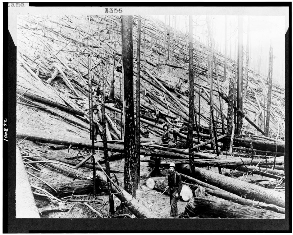 Result of hurricane and fire in a heavy stand of Idaho white pine on Little North fork of St. Joe River, Coeur d'Alene, Idaho LCCN90715255