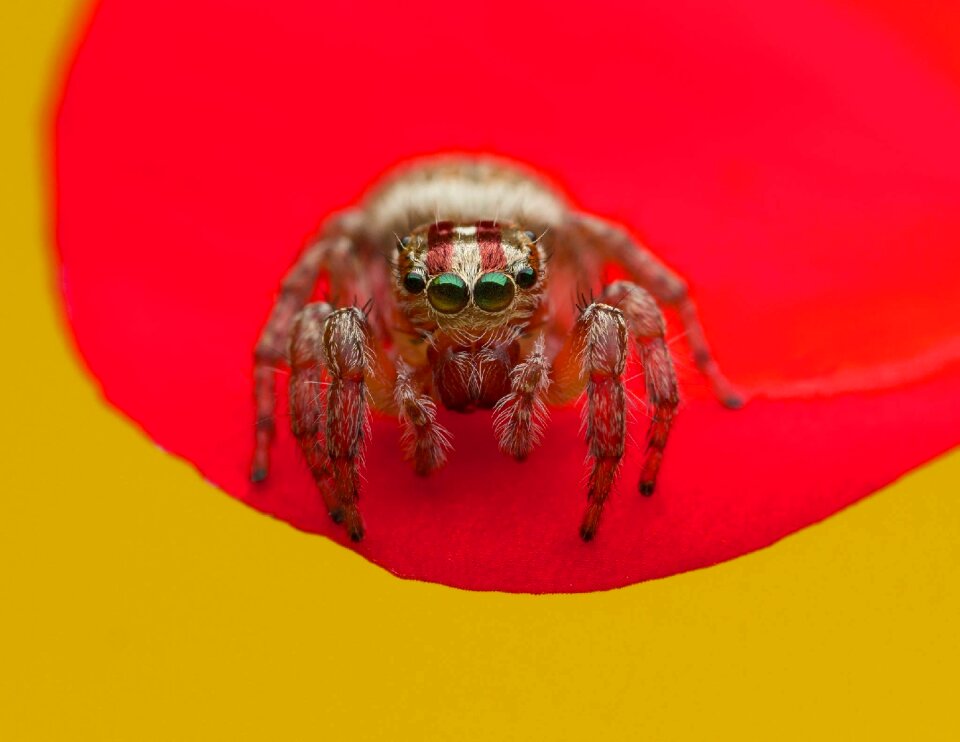Invertebrate nature red nature