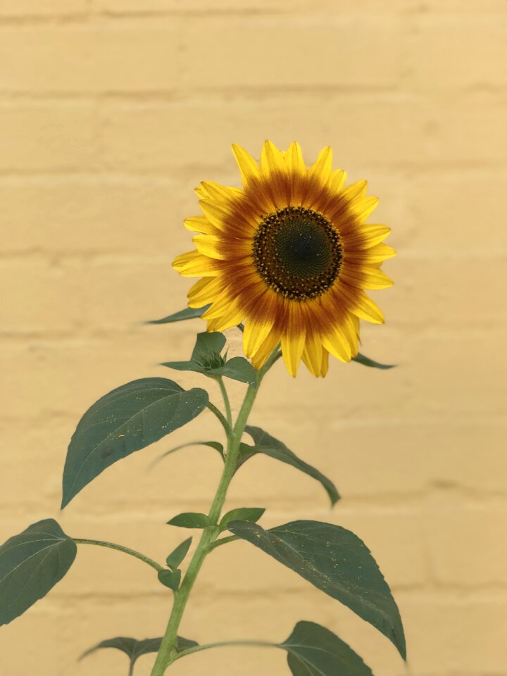 Leaf summer flower
