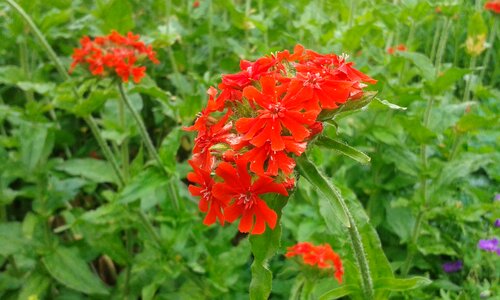 Garden park nature