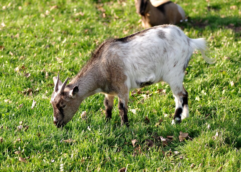 Animal village mammal