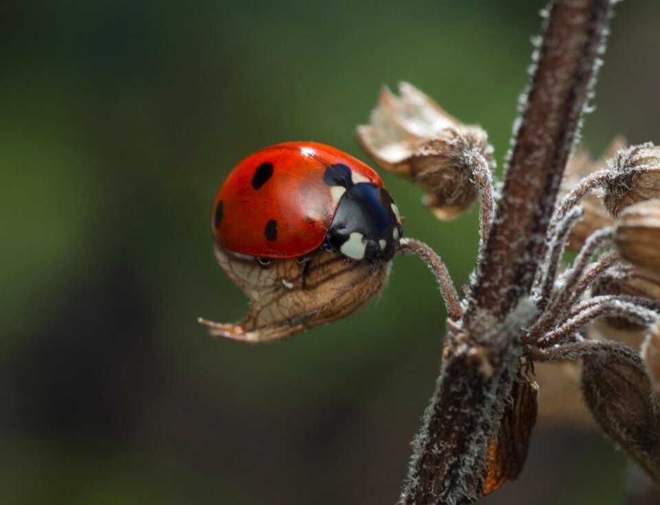 Nature wildlife macro