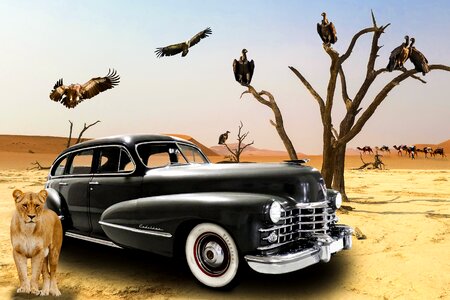 Desert vulture caravan
