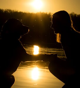 Light dusk dog photo