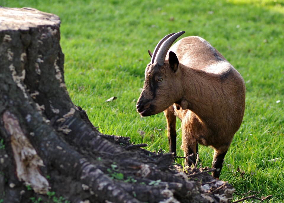 Village mammal buck