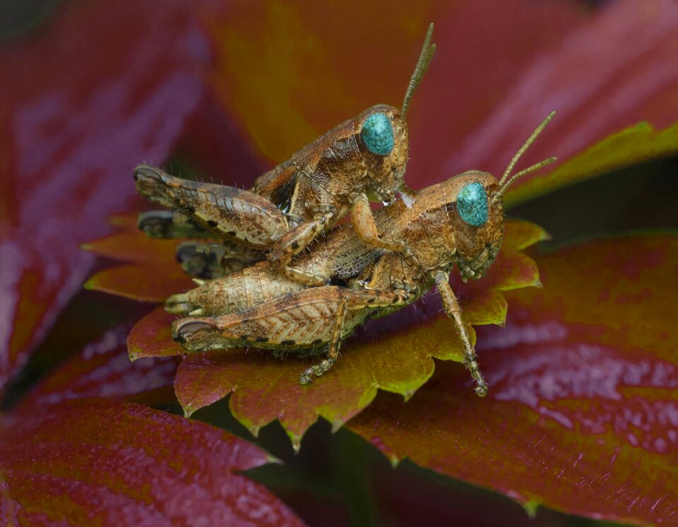 Antenna invertebrate animal