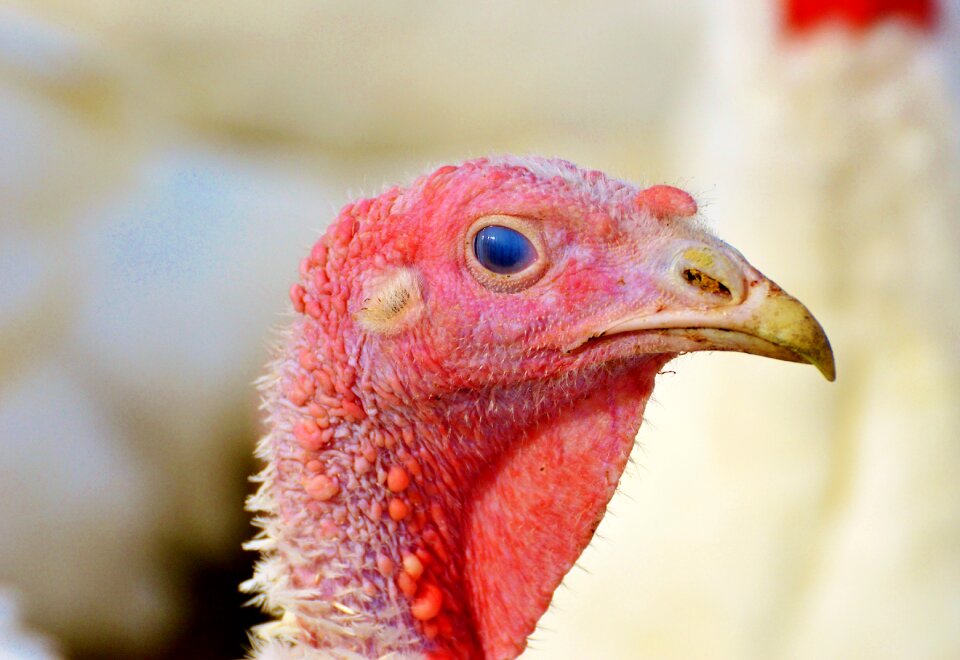 Lid eyelid plumage