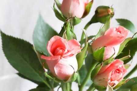Flower sheet nature