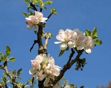 Bloom flower blue apple