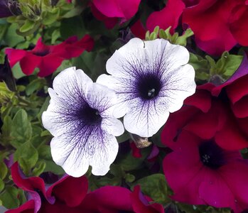 White-blue pink the white-blue petunia