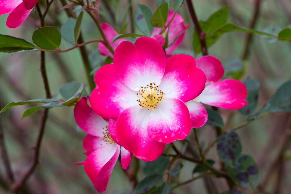 Nature rosebush petals
