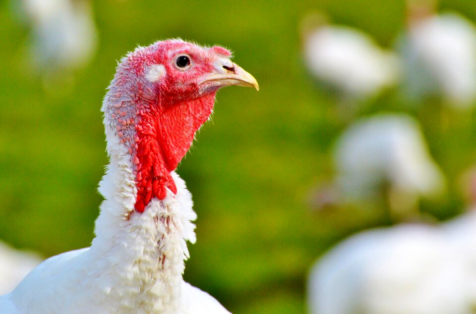 Poultry free range poultry farm