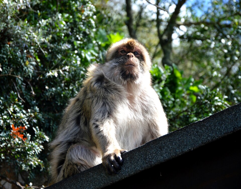 Barbary ape monkey rock gibraltar