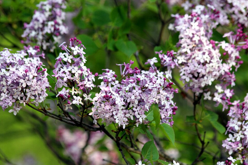 Nature bloom spring