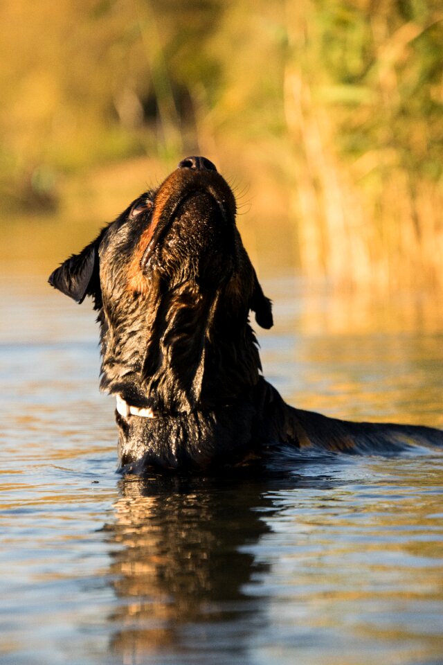Animal world mammal rottweiler