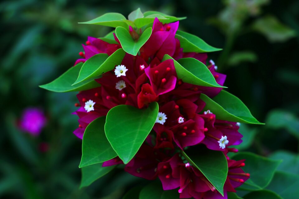 Closeup nature garden