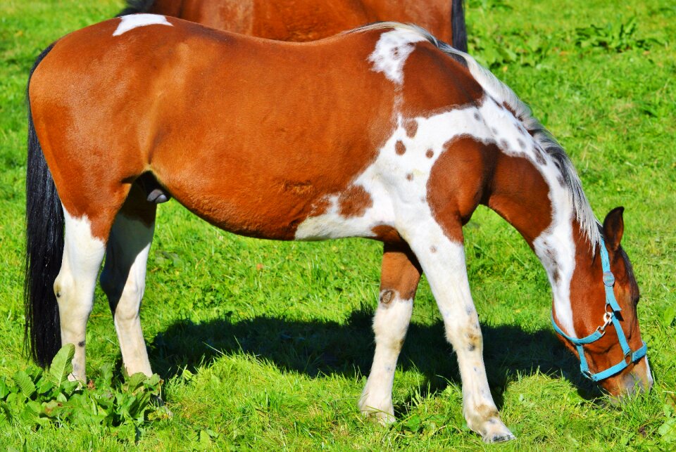 Equestrian coupling animal