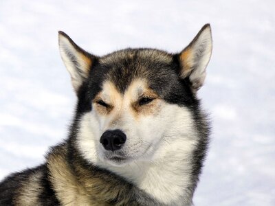 Mountain canine mammal