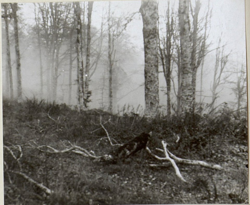 Reste der Stellung der 14.Kompanie auf Jagodnja, aufgenommen nach 3 Jahren (1917) (BildID 15660794)
