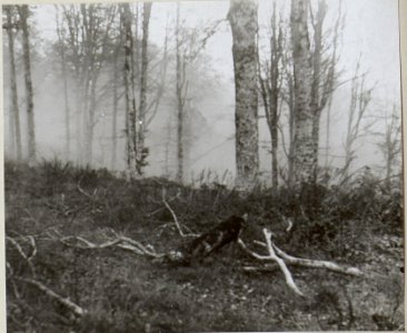 Reste der Stellung der 14.Kompanie auf Jagodnja, aufgenommen nach 3 Jahren (1917) (BildID 15660794)
