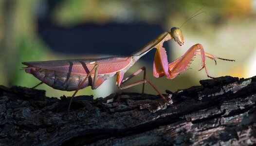 Invertebrate animal mantis